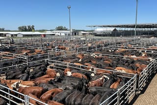 Cierre de semana con altibajos en el Mercado Agroganadero de Cañuelas