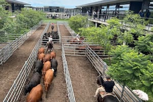 Cierre de semana en baja en el Mercado Agroganadero de Cañuelas