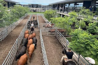 Cierre de semana en baja en el Mercado Agroganadero de Cañuelas