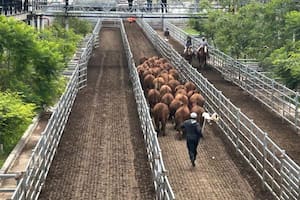 Oferta moderada y precios con altibajos en el Mercado Agroganadero de Cañuelas