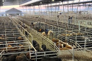 Valores con altibajos en el comienzo la semana en el Mercado Agroganadero de Cañuelas