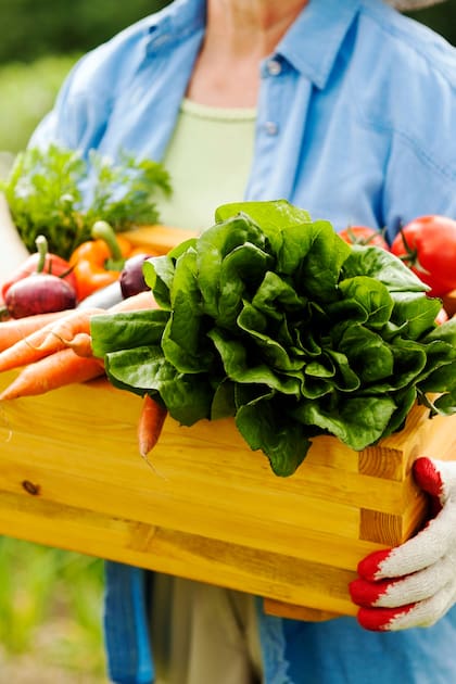 Las verduras de hoja como la acelga y la espinaca se pueden cultivar incluso durante los meses fríos y aprovechar todo el invierno