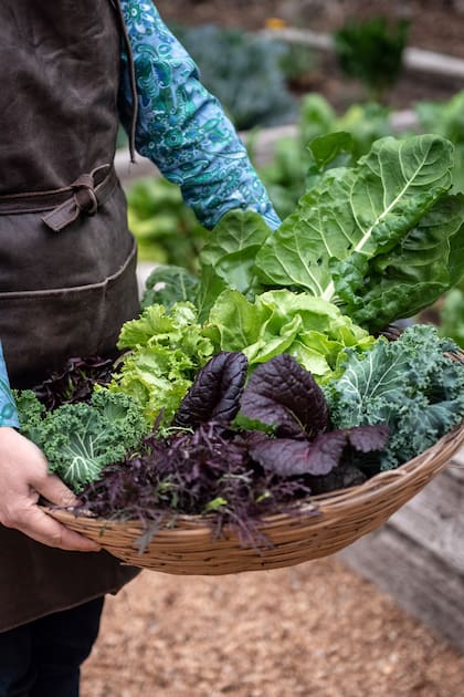 Las verduras de hoja de la huerta son ideales para incorporar todos los días a la dieta.