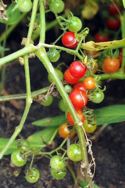 Las verduras en miniatura representan una respuesta al problema urbano de cómo cultivar alimentos en menos espacio