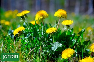 Es el yuyo más difundido en todo el mundo y una de las verduras más nutritivas que se conoce