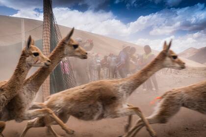 Las vicuñas a la carrera, ya esquiladas y en libertad.