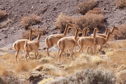 Las vicuñas son un especie protegida. Desde hace unos años su número creció considerablemente. 