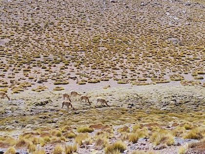 Las vicuñas suelen verse en las vegas, donde crece más vegetación