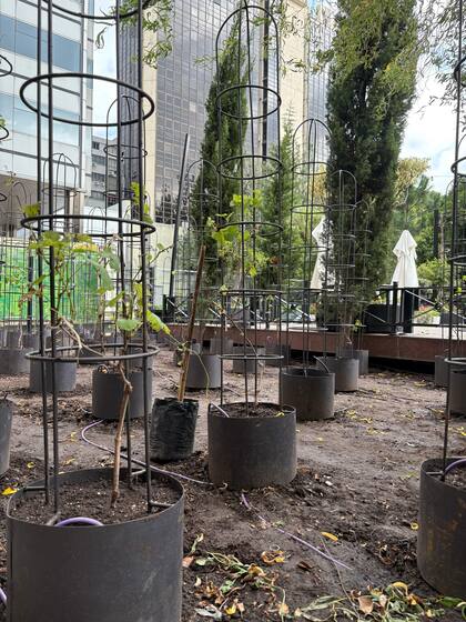 Las vides plantadas sin espaldero con un soporte individual
