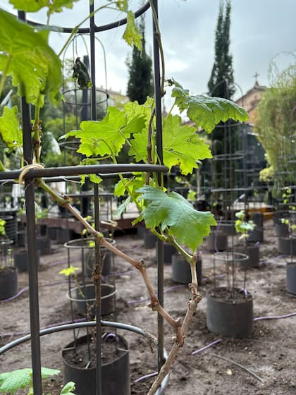 Las vides recién plantadas en el casco histórico porteño