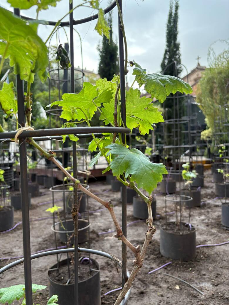 El primer viñedo urbano de América Latina florece en el corazón de Buenos Aires