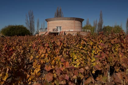 Las viñas de Trez Wines en pleno otoño.