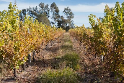 Las viñas de Wapisa están a 30 kilómetros del mar.