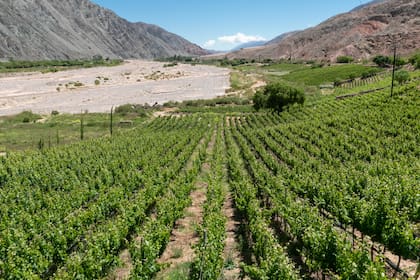 Las viñas junto a los cerros, un paisaje único