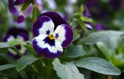 Las violas son de las plantas más coloridas para usar en el jardín en invierno