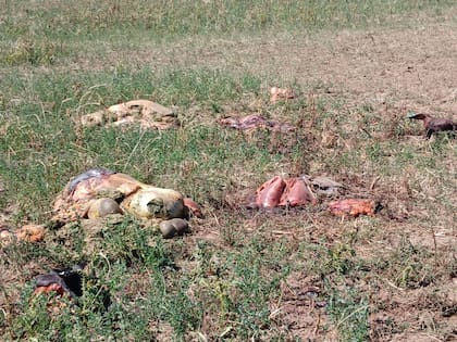 Las vísceras abandonadas en los campos