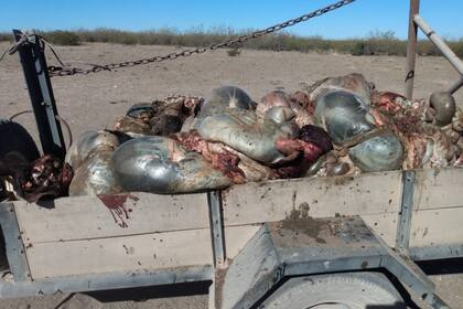 Las vísceras de los animales que carnearon en el campo