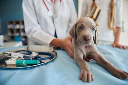 Las visitas al veterinario suelen ser el terror de los dueños de las mascotas