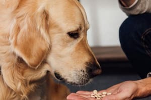 Las vitaminas que pueden tomar las perros si necesitan subir de peso