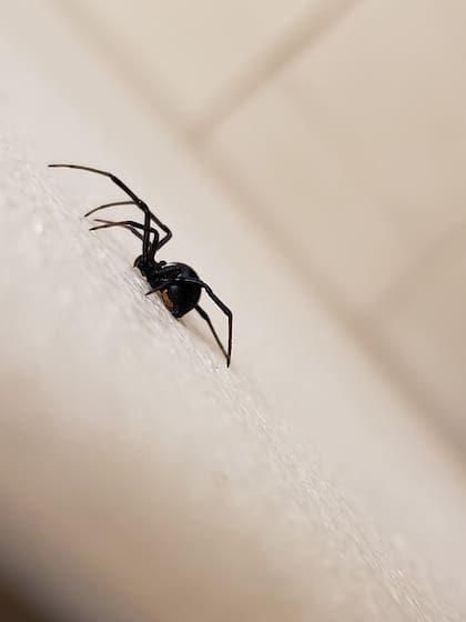 Las viudas negras son fáciles de reconocer por sus colores negro y rojo