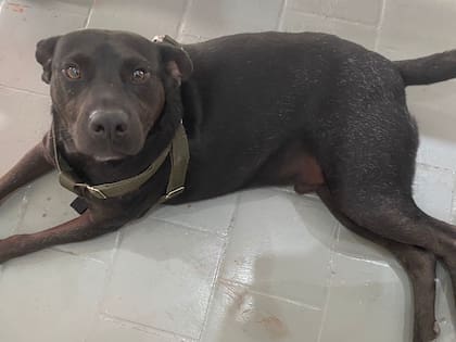 Las voluntarias y el médico veterinario cuidaron de Tigre día y noche mientras se recuperaba.