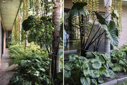 Las Wedelia trilobata caen como cortinas
perennes y en primavera se llenan de flores amarillas; crean una atmósfera muy íntima en el corredor debajo de los
dormitorios.