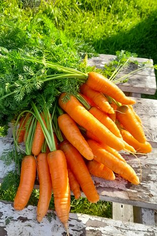 Las zanahorias son una buena fuente de varias vitaminas y minerales, especialmente biotina, potasio y vitaminas A (del betacaroteno), K1 (filoquinona) y B6