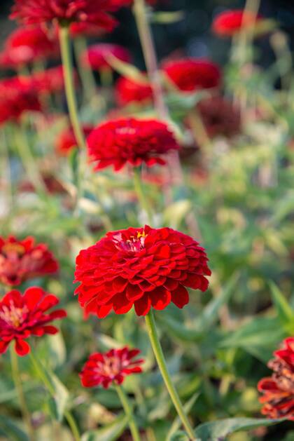 Las zinias tienen una estructura compacta, similar a la de las flores de papel
