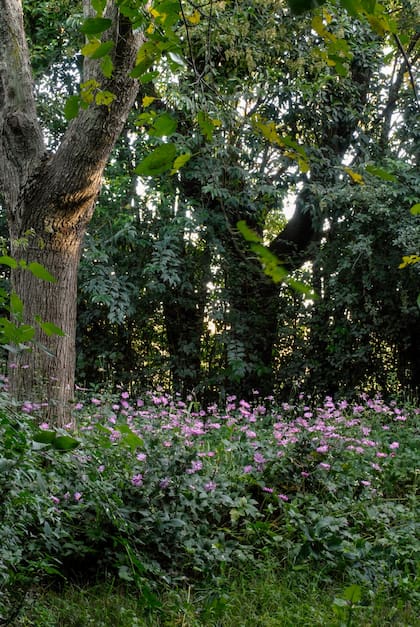 Las zonas de sombra densa son las más complejas, porque se suma el factor de la humedad: no es lo mismo sombra húmeda que sombra seca