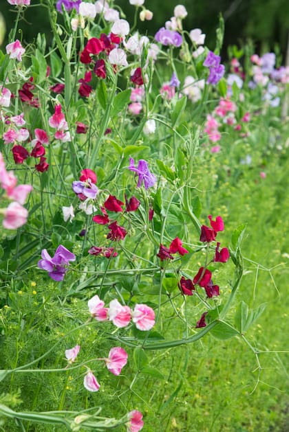 Lathyrus odoratus, conocidas como arverjillas, aportan una fragancia mágica al jardín