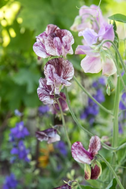 Lathyrus odoratus es una planta trepadora ornamental y anual. Siempre aporta color y frescura a tu jardín.