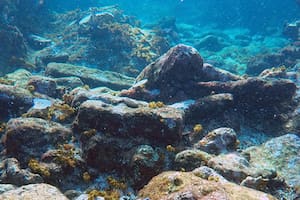 Laura Carrillo Márquez, investigadora de la SAS