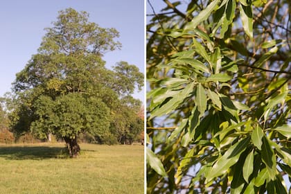 Laurel Criollo, un árbol muy atractivo que recuerda por su apariencia a su pariente exótico, el alcanfor.