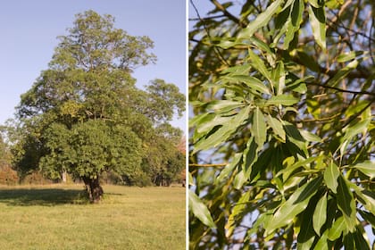 Laurel Criollo, un árbol muy atractivo que recuerda por su apariencia a su pariente exótico, el alcanfor. 