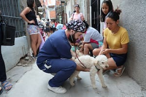 Ama los animales, estudia veterinaria y lleva castrados 5000 perros y gatos en un barrio porteño