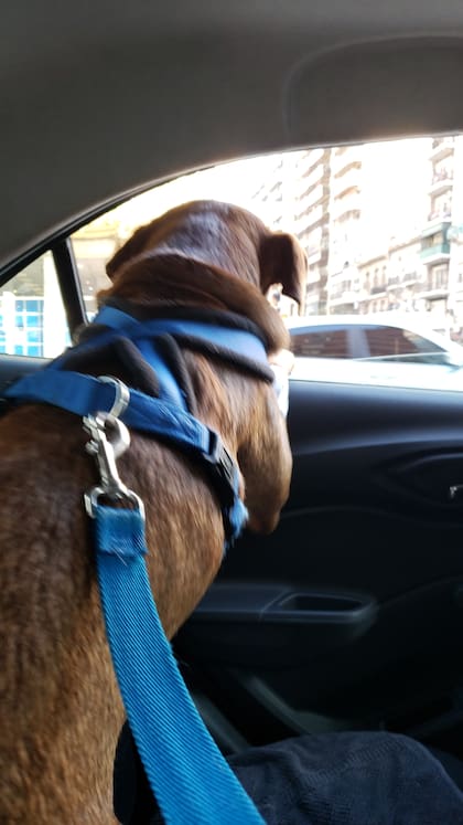 Lavalle tenía un parásito en un riñón y debía ser operado.