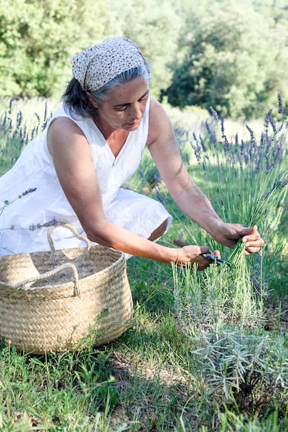 Lavanda, romero y albahaca esconden principios activos que actúan sobre el cuerpo y la mente