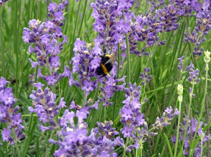 Lavanda verdadera o fina y sus propiedades aromáticas.