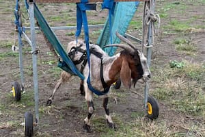 La historia de Renata, la cabra rescatada de las inundaciones en Tucumán que hoy vuelve a dar sus primeros pasos