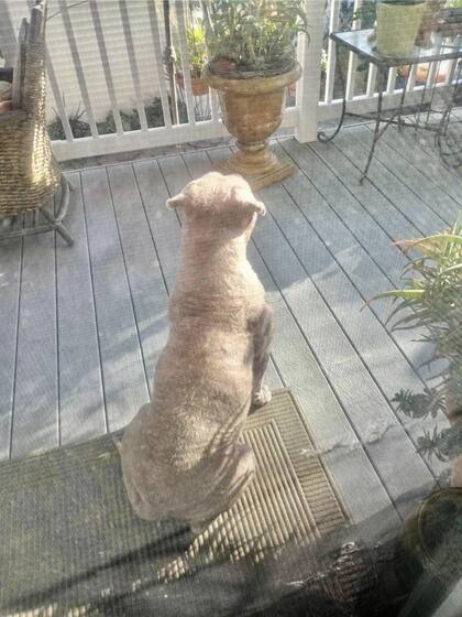 “Le gusta salir al pequeño deck que hay en casa, disfrutar del sol y la brisa", dice su nueva familia.