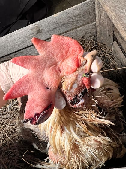 Le habían cortado la cresta con una tijera.