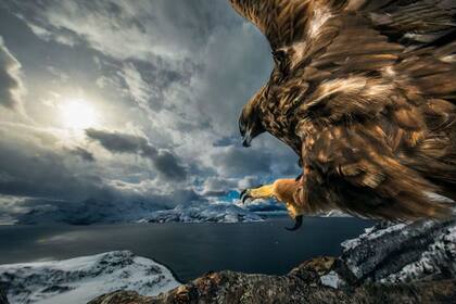 Le llevó tres años a Audun Rikardsen lograr esta foto de un águila dorada