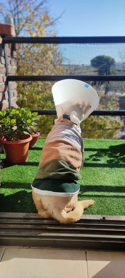 Le pusieron un collar isabelino y un abrigo para que no se lastimara las úlceras.