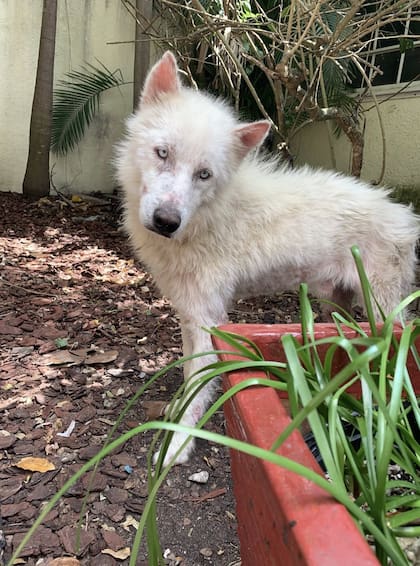 “Le tenía miedo a todo, lloraba cada vez que lo tocábamos".