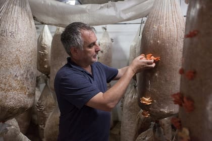 Leandro Hernández cosecha gírgolas en Mirando al Sur, su emprendimiento de Carlos Keen.