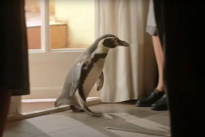 Lecciones de un pingüino está dirigida por Peter Cattaneo