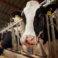 El dato sobre las vacas lecheras que sorprendió a los expertos y qué pasa con los tambos