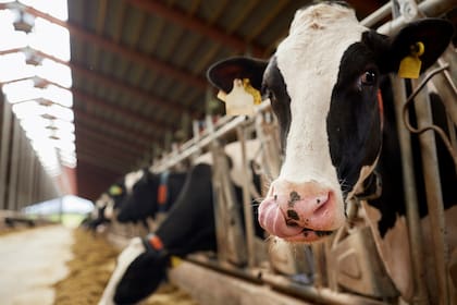 La mayor producción de leche sirvió para el crecimiento de las exportaciones