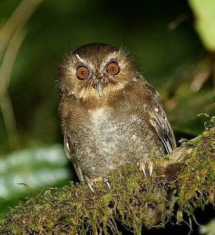 Lechucita bigotona (Xenoglaux loweryi), un ave endémica del norte de Perú que vive en un área pequeña. (La foto es en la reserva Fundo Alto Nieva, que creó para conservar esta ave Carlos Calle)