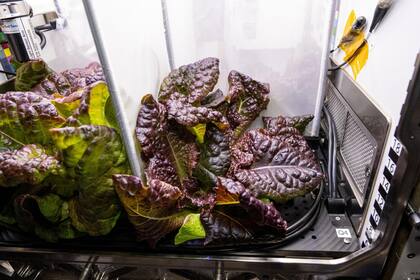 Lechuga romaine cultivada en un laboratorio como parte de los ensayos para garantizar alimento fresco para astronautas